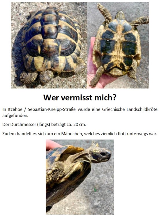 2021-06-15 FT Schildkröte